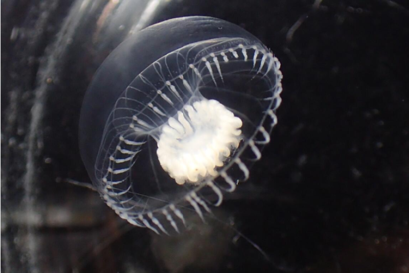 A jellyfish floats in dark water.