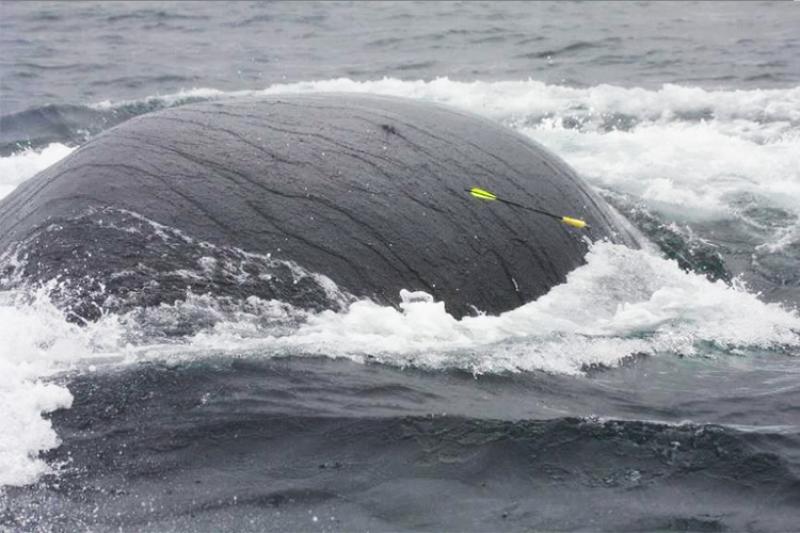View of whale swimming in the ocean.
