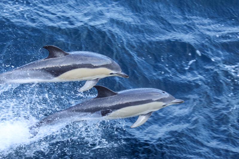 Two dolphins leap out of the water.