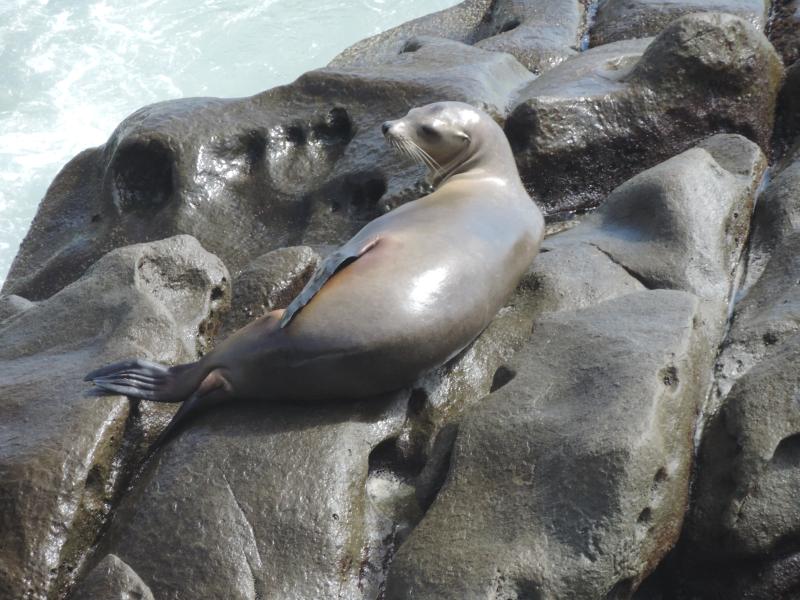California Sea Lion laying on large rocks