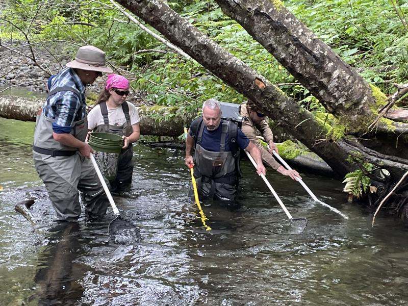four people in waders and hats standing in s stream about knee deep in water holding long poles as they are elecrofishing for salmon. One person holds a bucket. 