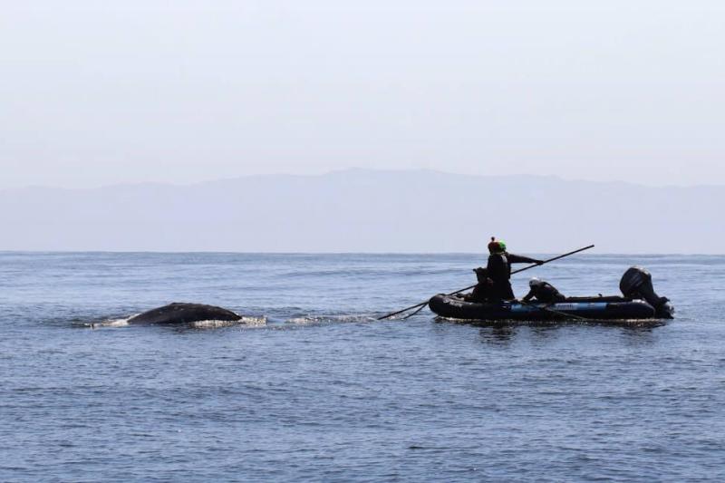 Responders aboard an inflatable boat trailing and entangled whale