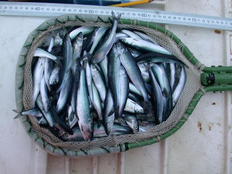Looking down a dip net full of silvery juvenile salmon.