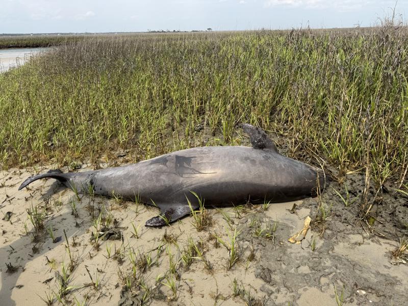 Stranded bottlenose dolphin in North Carolina marsh.