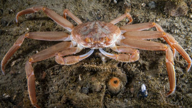 An orange crab sits on the seafloor.