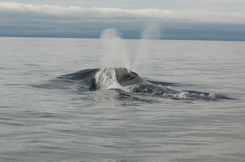 Whale swimming in ocean releasing water out of its blowhole