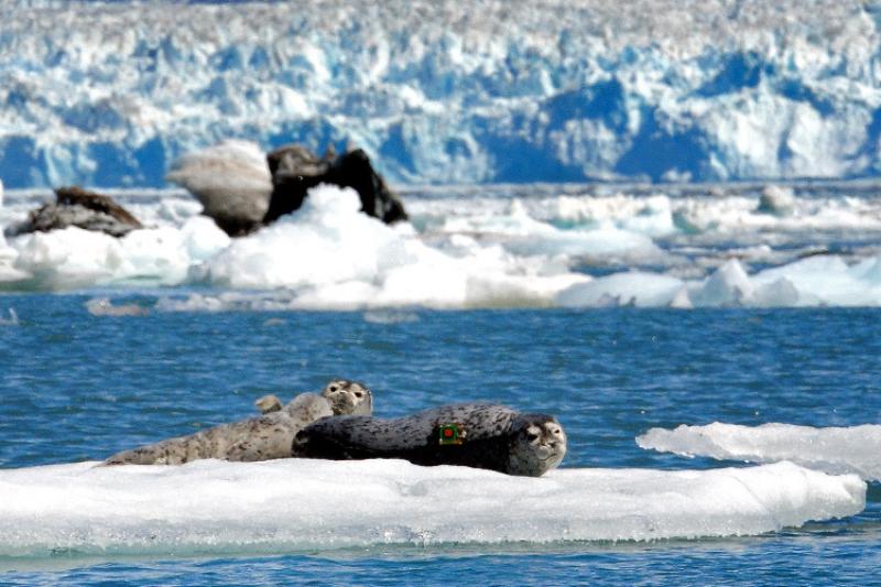 Two seals laying on a sheet of ice in the ocean with more ice in the background. 