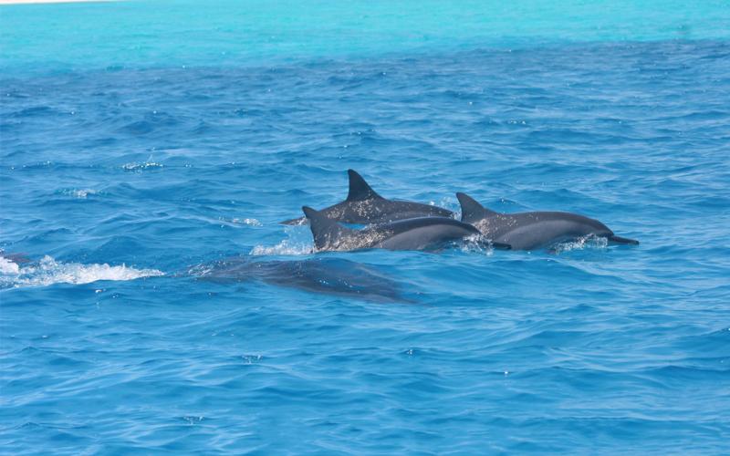 Three spinner dolphins crest the ocean surface while one swims beneath the surface.