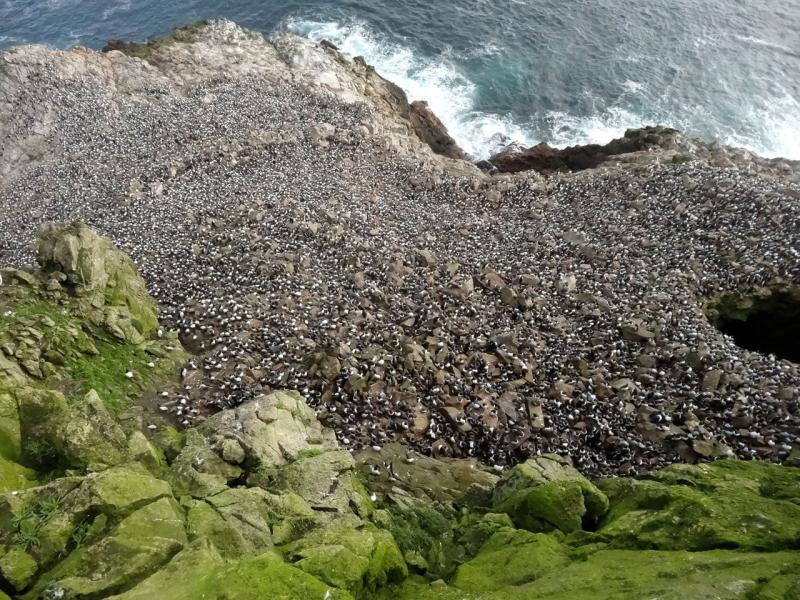 1469x1102-murre-colony-SWFSC.jpg