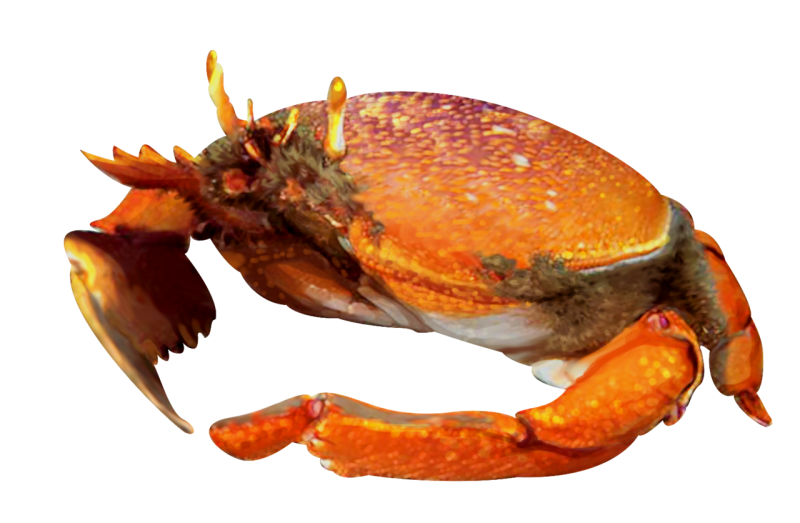 Kona crab illustration. 