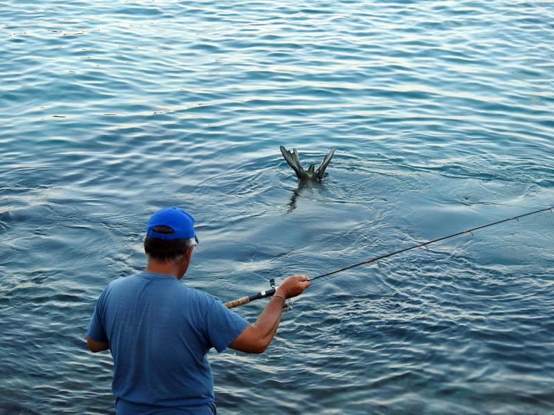 A fisherman demonstrates pono (responsible) fishing around a monk seal by keeping his line out of the water until the seal leaves the area. 