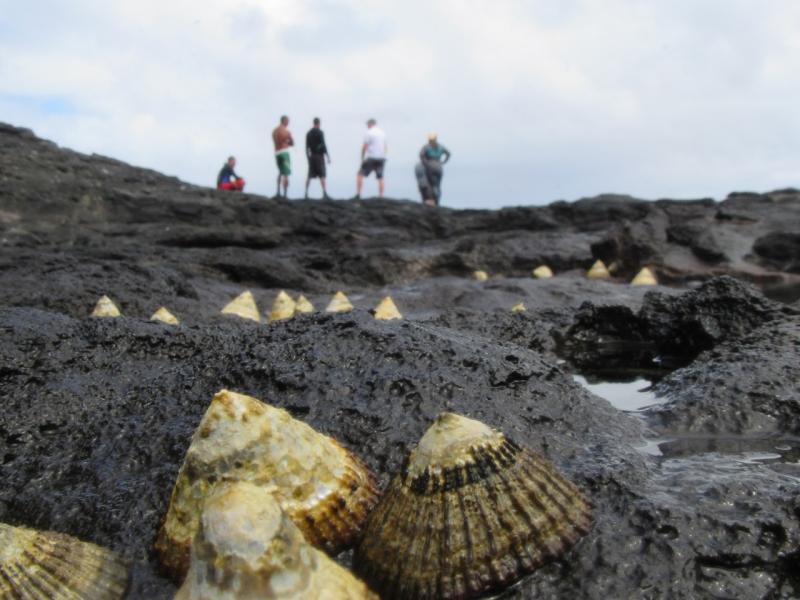 Up close of opihi in the foreground, a group of people stand on the rocks in the background. 