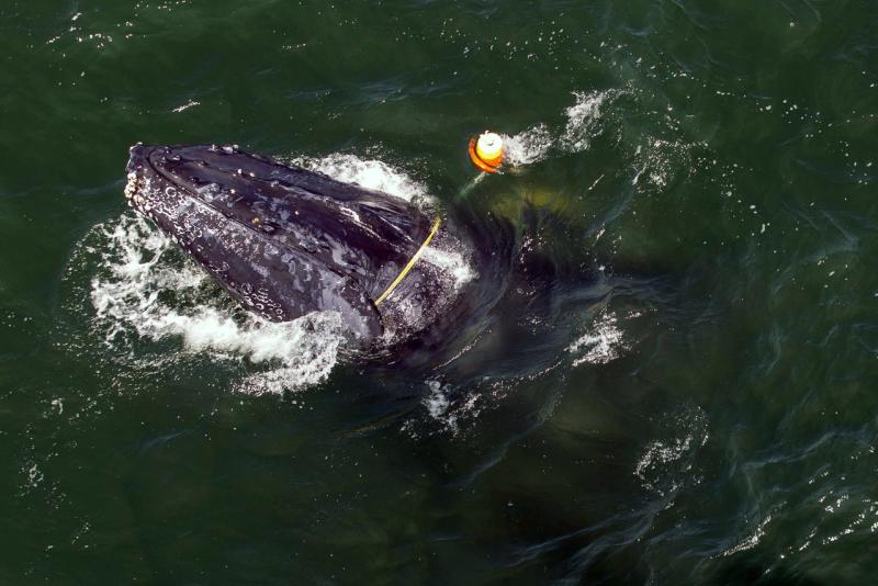 Entangled whale seen from above