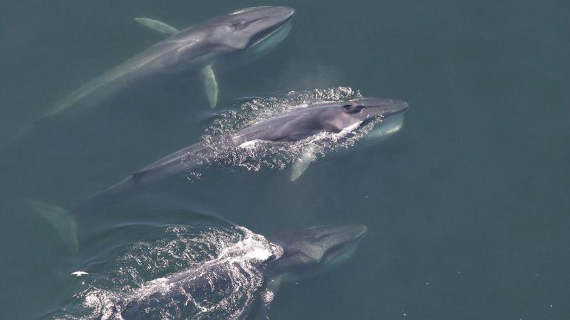 finback image for 2020 whale week