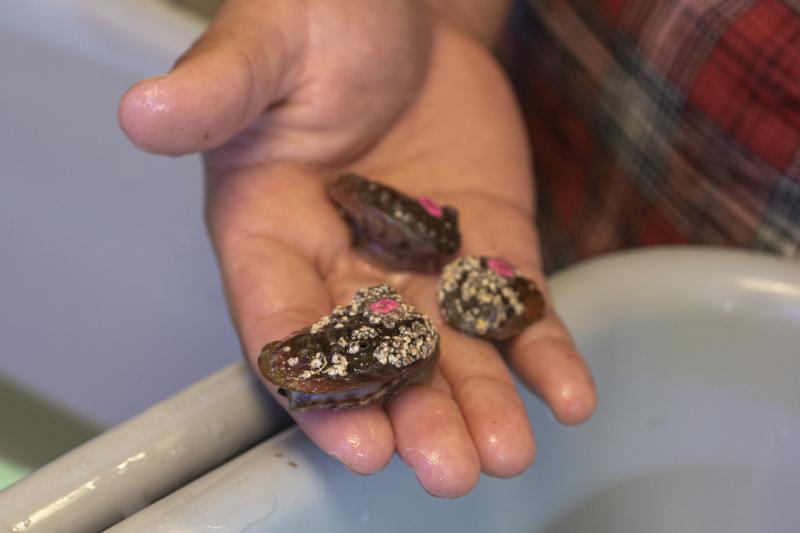 Three white abalone held in a hand to show scale