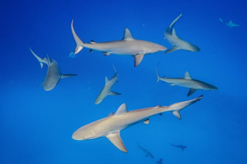5472 x 3648-sharks.jpg