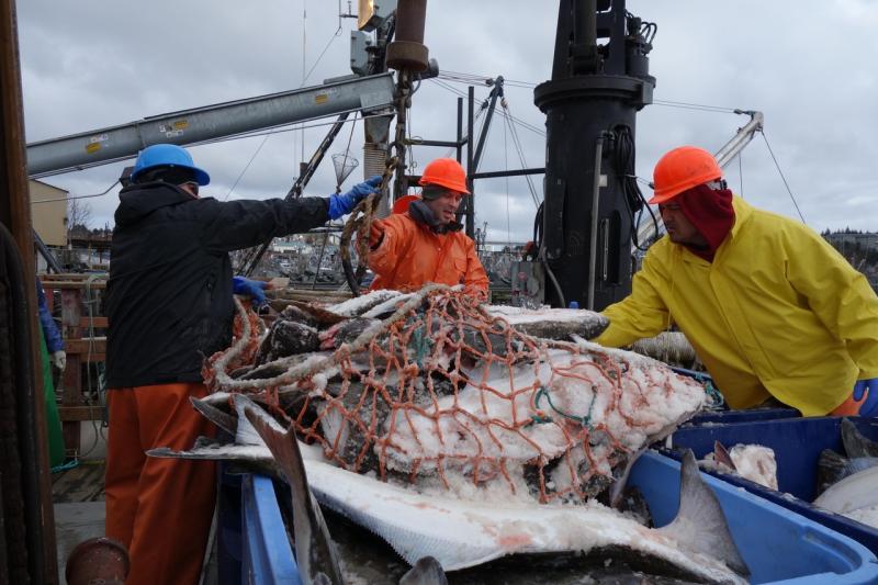 3888x2592-workers-unload-halibut-kodiak-AKRO.jpg