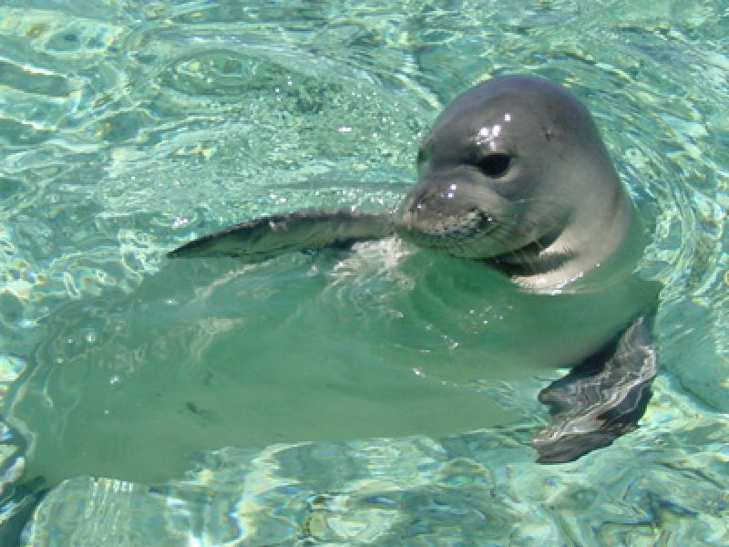 Hawaiian monk seal