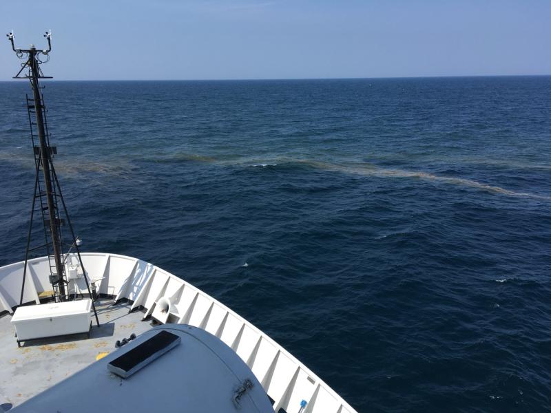 Trichodesmium bloom (light area) off the bow. 