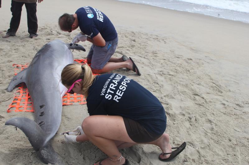 stranding response personnel and vaquita on beach
