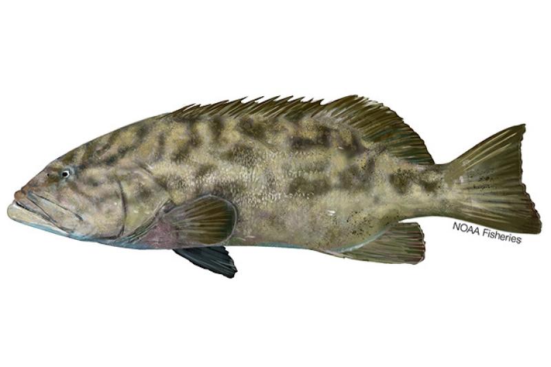 640x420-Gulf-Grouper.jpg