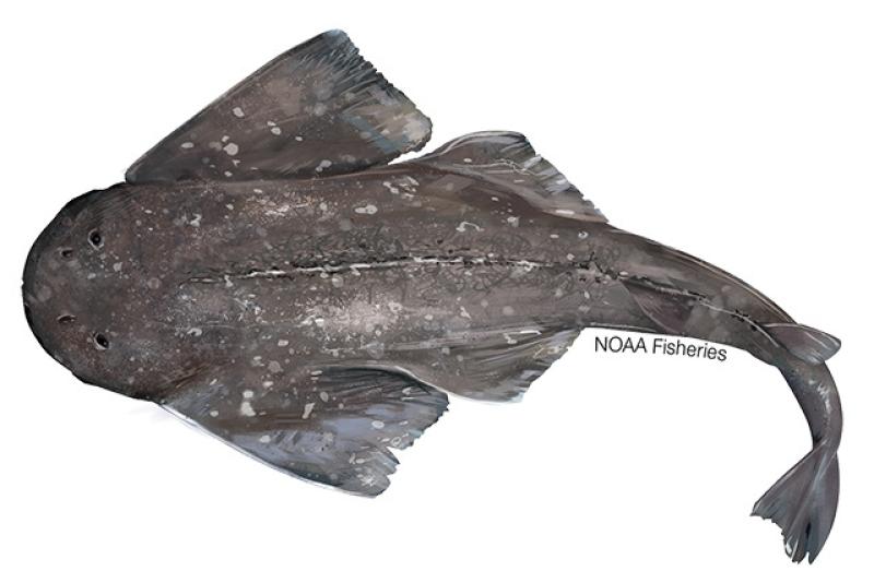 640x427-Angelshark_Sawback.jpg