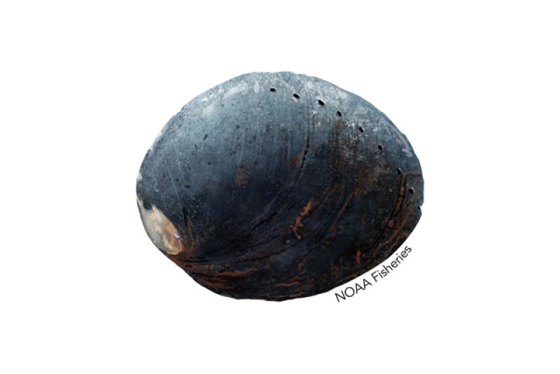 Illustration of a black abalone with blackish/blue shell with 8 holes. Credit: NOAA Fisheries/Jack Hornady