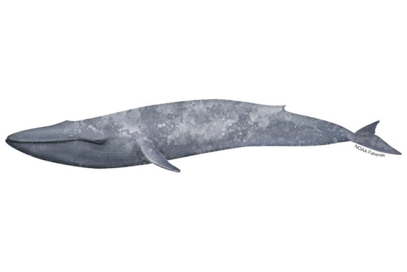 Side-profile illustration of a blue whale with a molted blue-gray color and long body.