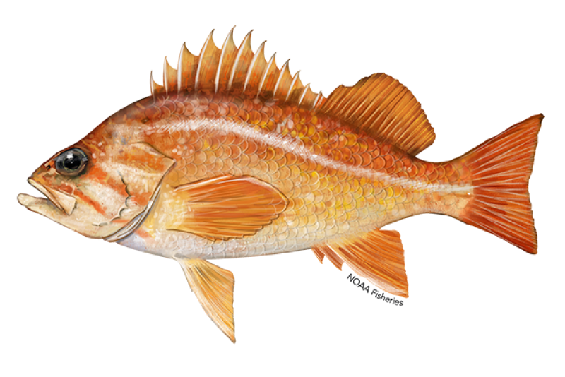 The 3 Best Rockfish Rigs For The California Coast - Wild Outdoor