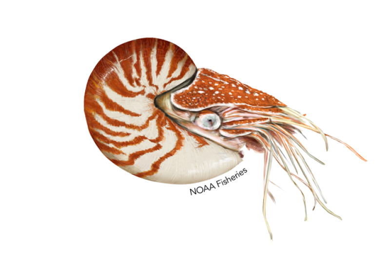 Chambered Nautilus