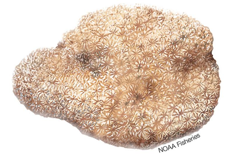 640x427-Coral_Pavona_Diffluens.jpg.jpg