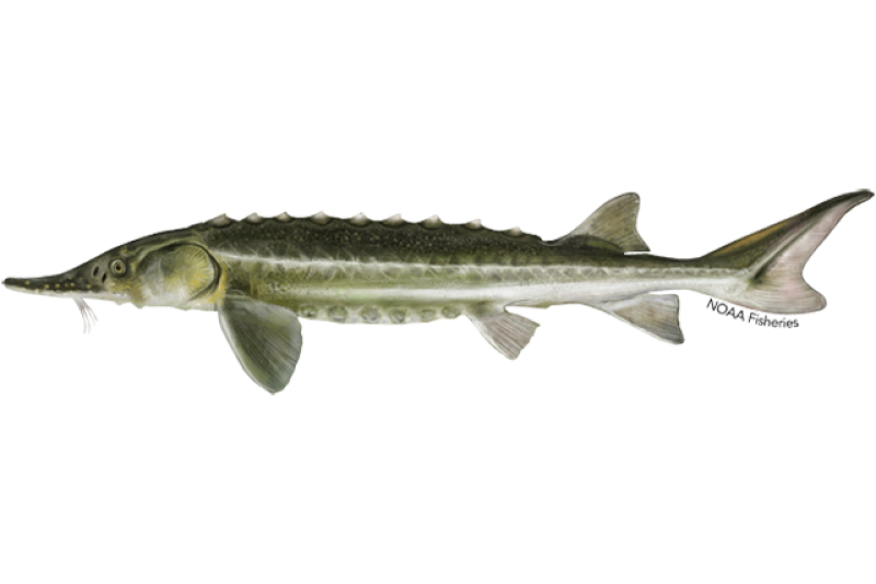 Shortnose Sturgeon | NOAA Fisheries