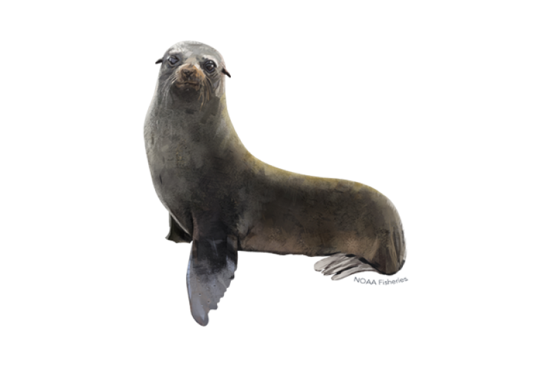 640x427-guadalupe-fur-seal.png