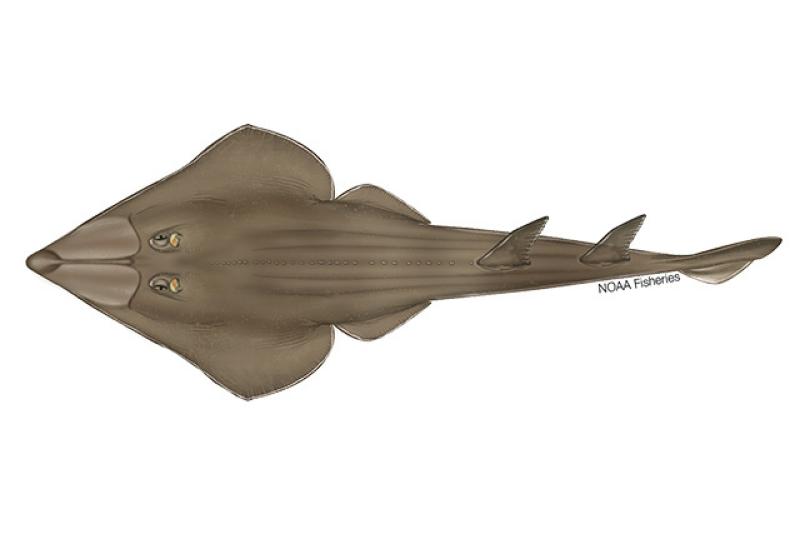 640x427-Guitarfish_Blackchin.jpg