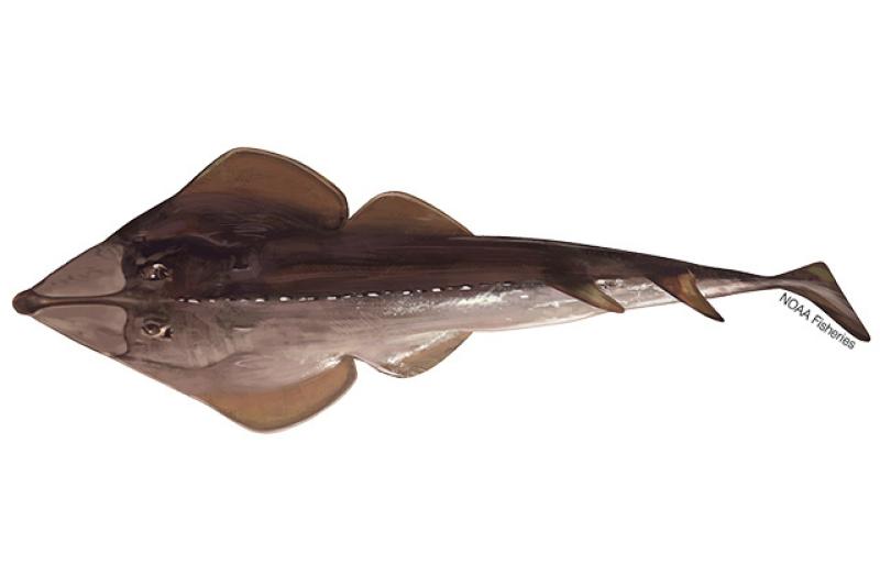 640x427-Guitarfish_Common_NB_W.jpg