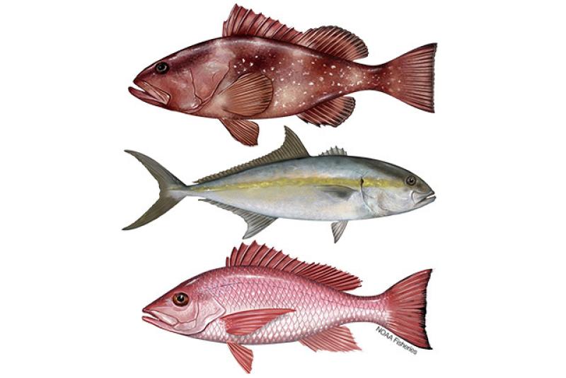 640x427-gulf-of-mexico-reef-fish.jpg