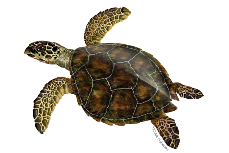 Illustration of a hawksbill turtle with a serrated shell of amber, orange, red, yellow, black, and brown and a narrow, pointed beak.