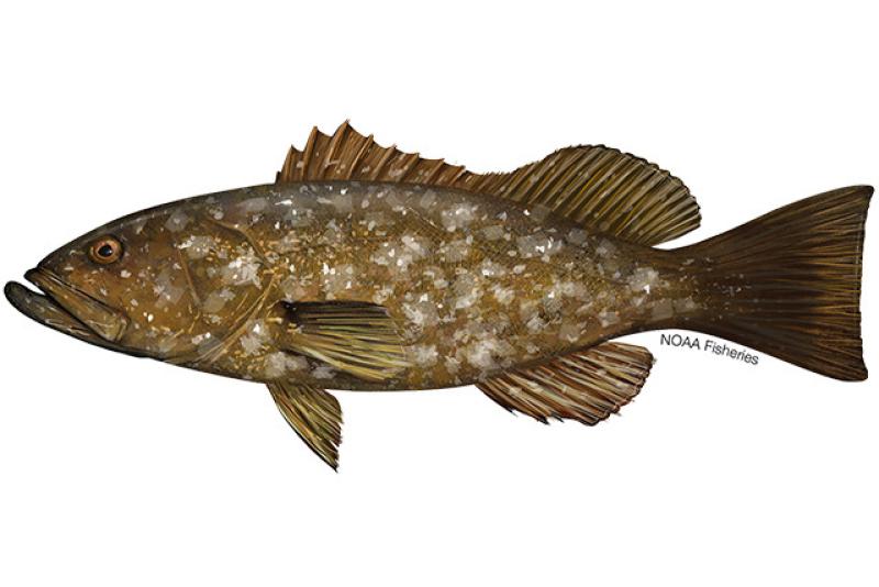 640x427-island-grouper.jpg