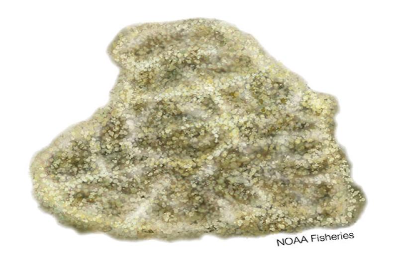 640x427-Isopora-craterformis-coral.jpg