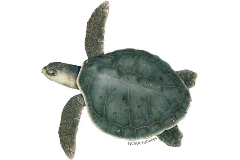 kemps ridley turtle illustration
