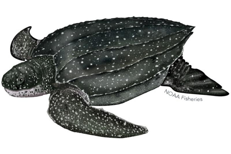 Left-facing illustration of a leatherback turtle with a tear-drop shaped black body covered with white spots.