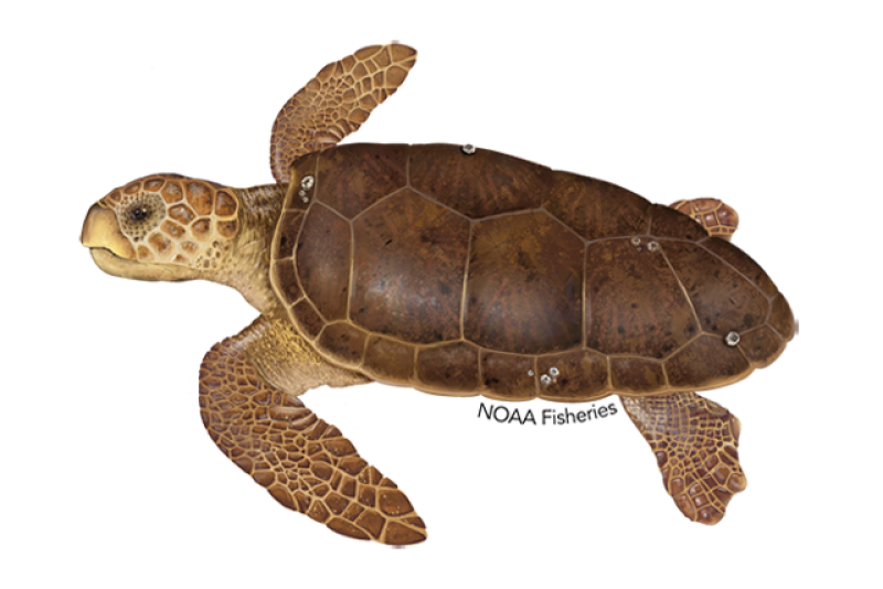 640x427-loggerhead-turtle.png