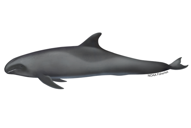 Side profile illustration of a melon headed whale