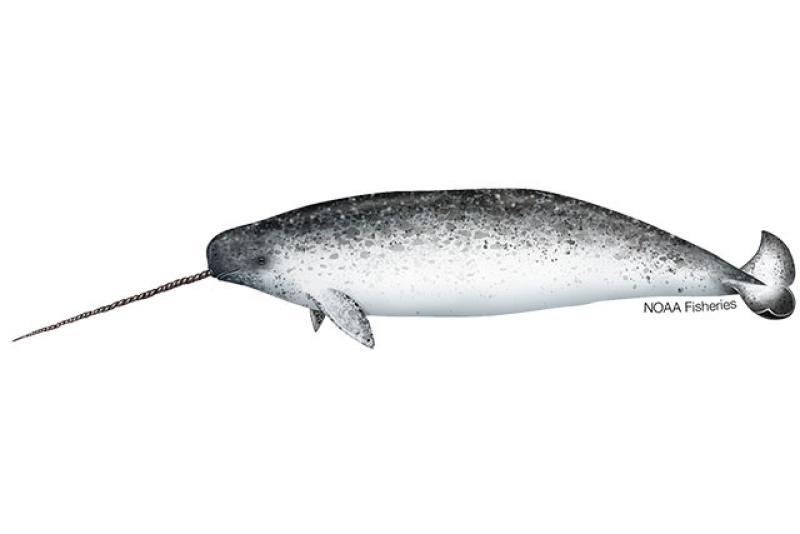 640x427-Narwhal.jpg