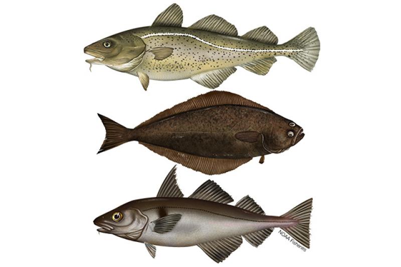 Northeast Multispecies (Groundfish)