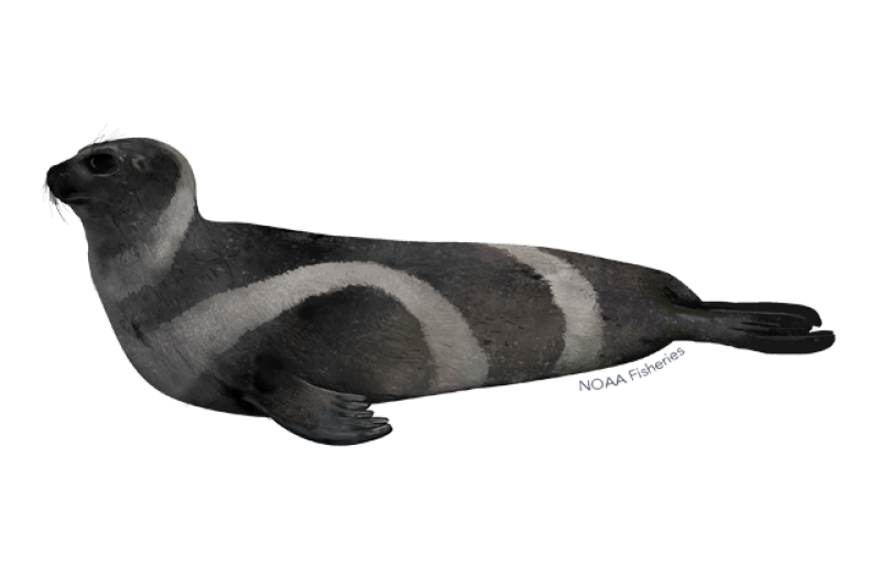 640x427-ribbon-seal.png