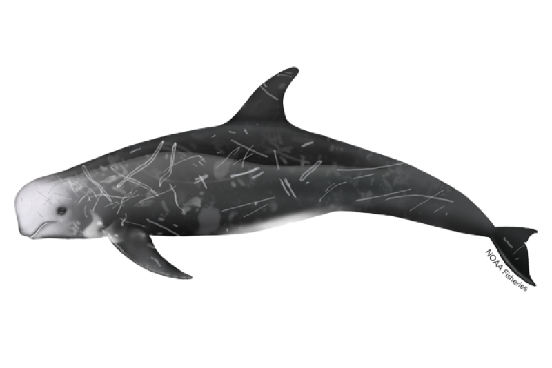640x427-rissos-dolphin.png