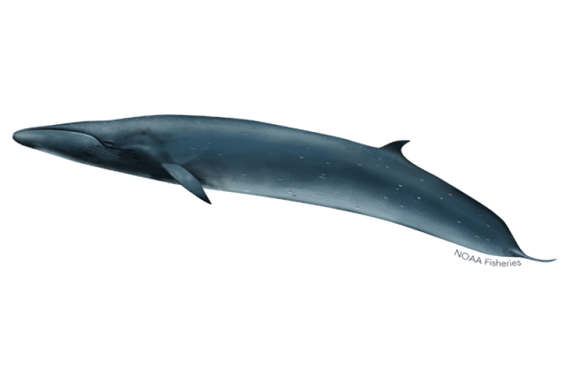 Picture of Sei whale