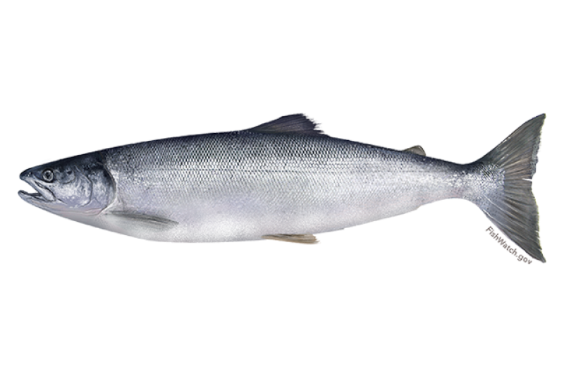 Drawing of a sockeye salmon in profile