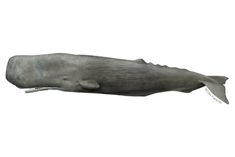 Side-profile illustration of a gray sperm whale with a extremely large head, narrow lower jaw, and small dorsal fins. 